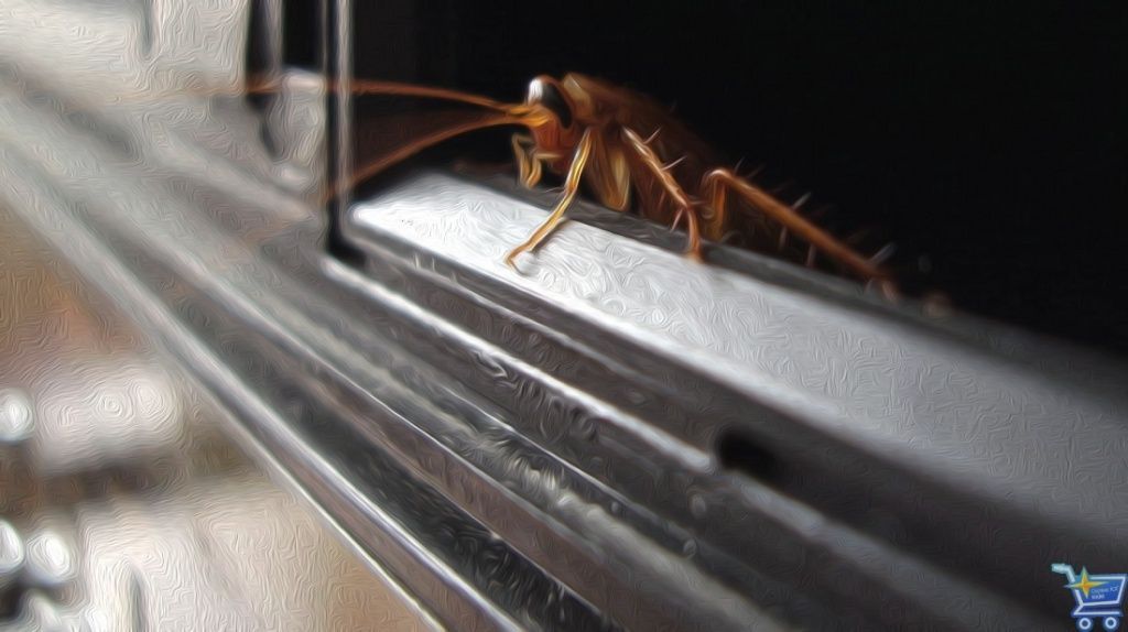 большая таракаша.jpg большая таракаша.jpg